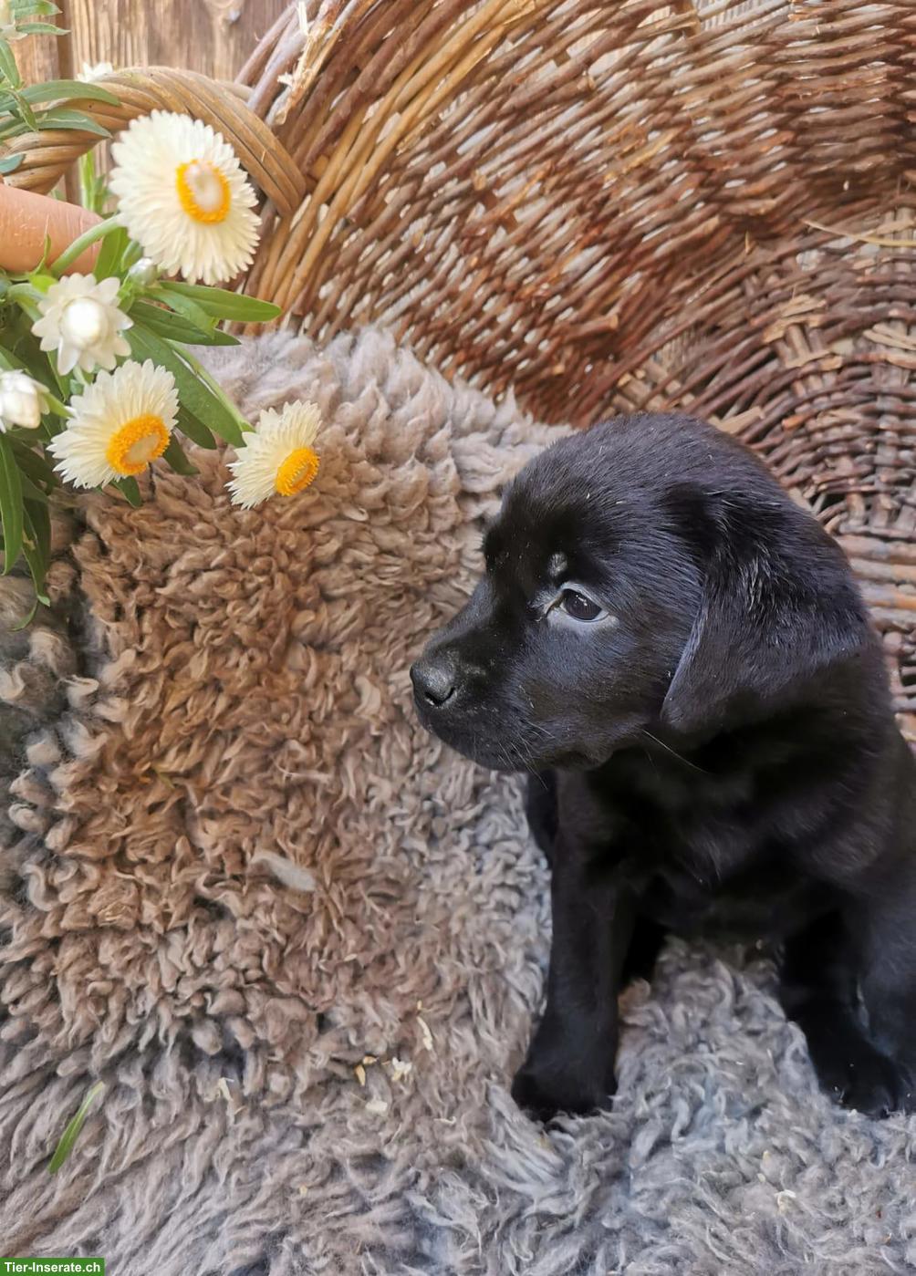 Bild 4: Reinrassige Labradorwelpen zu verkaufen