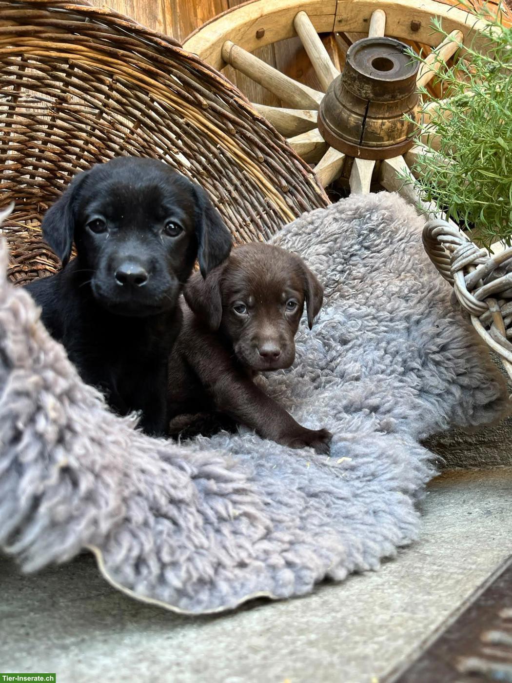 Bild 5: Reinrassige Labradorwelpen zu verkaufen