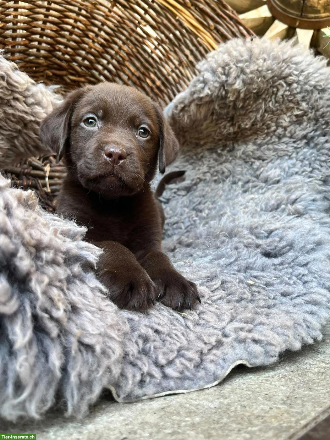 Bild 6: Reinrassige Labradorwelpen zu verkaufen
