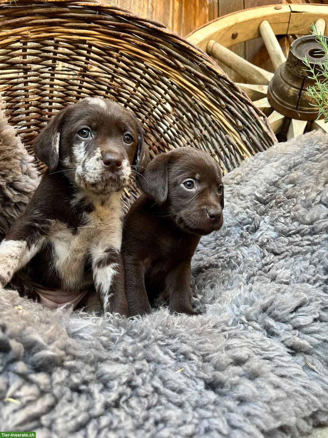 Bild 7: Reinrassige Labradorwelpen zu verkaufen