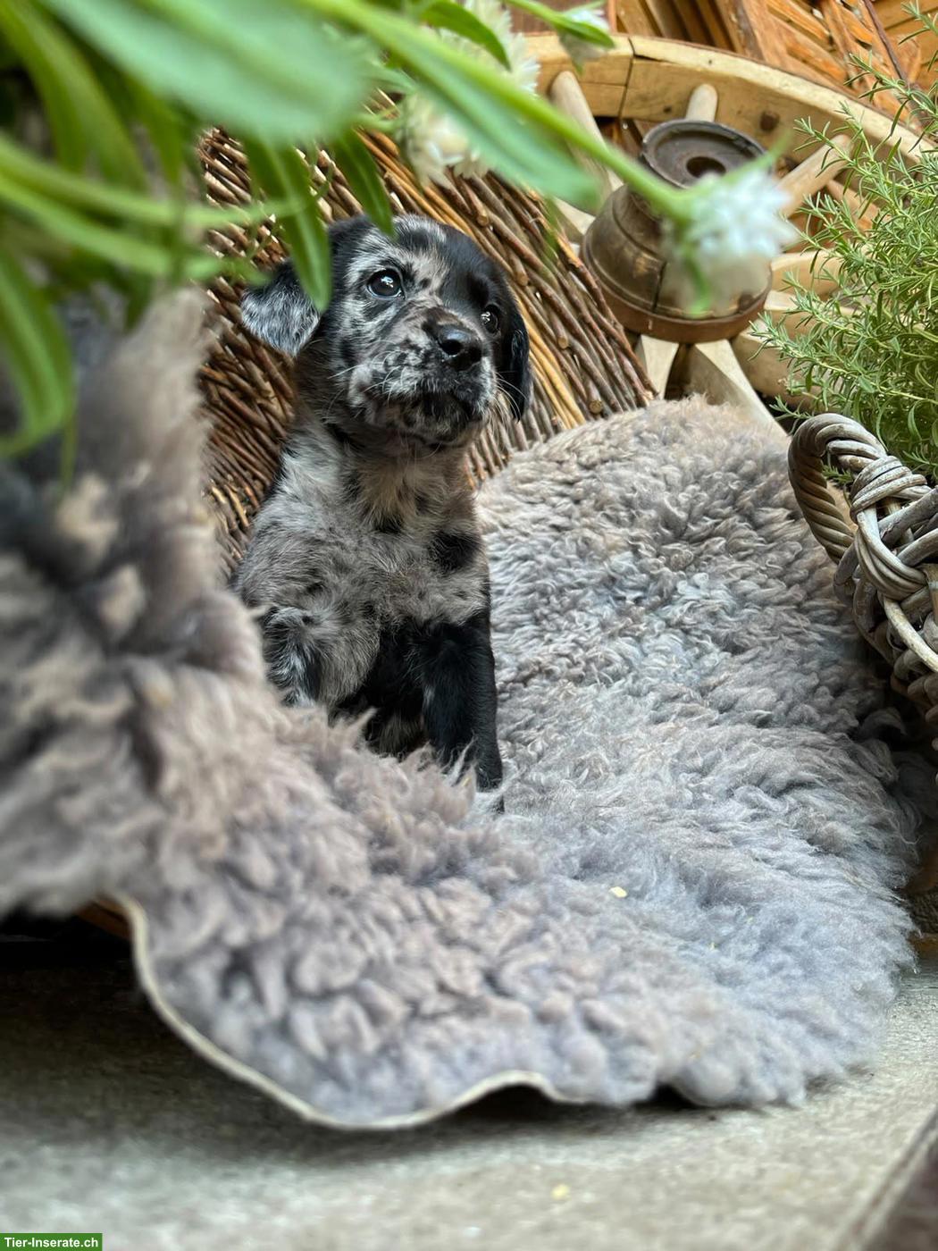 Bild 8: Reinrassige Labradorwelpen zu verkaufen
