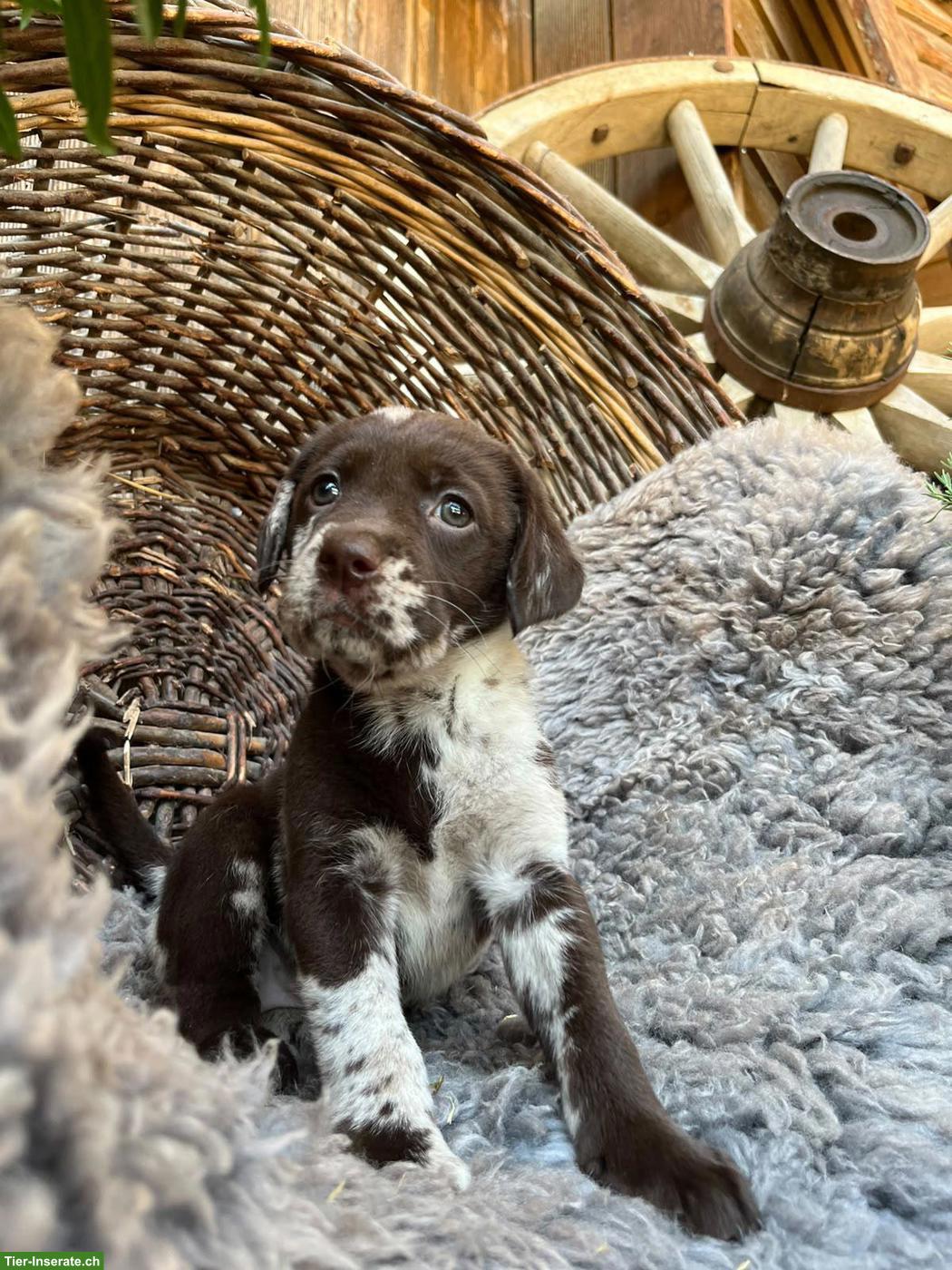 Bild 9: Reinrassige Labradorwelpen zu verkaufen