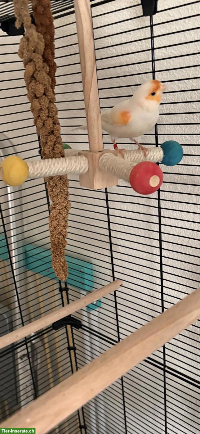 GRATIS: Kanarienvogel Paar, optional mit Voliere & Zubehör