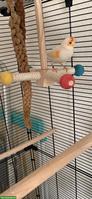 GRATIS: Kanarienvogel Paar, optional mit Voliere & Zubehör