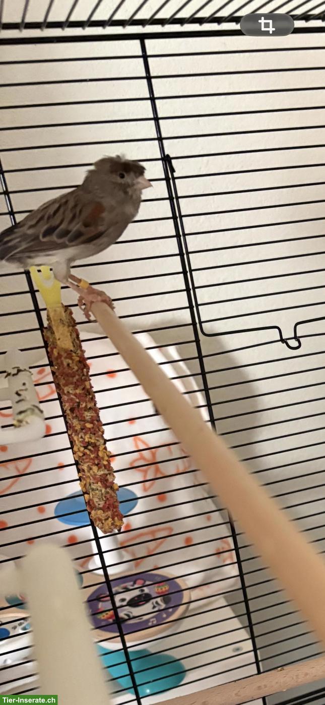 Bild 2: GRATIS: Kanarienvogel Paar, optional mit Voliere & Zubehör