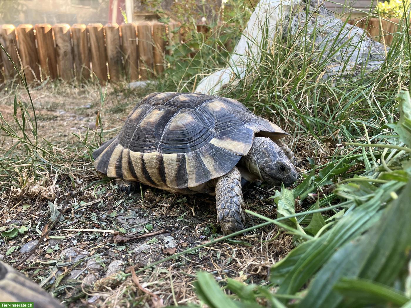 Breitrandschildkröte Morla, männlich