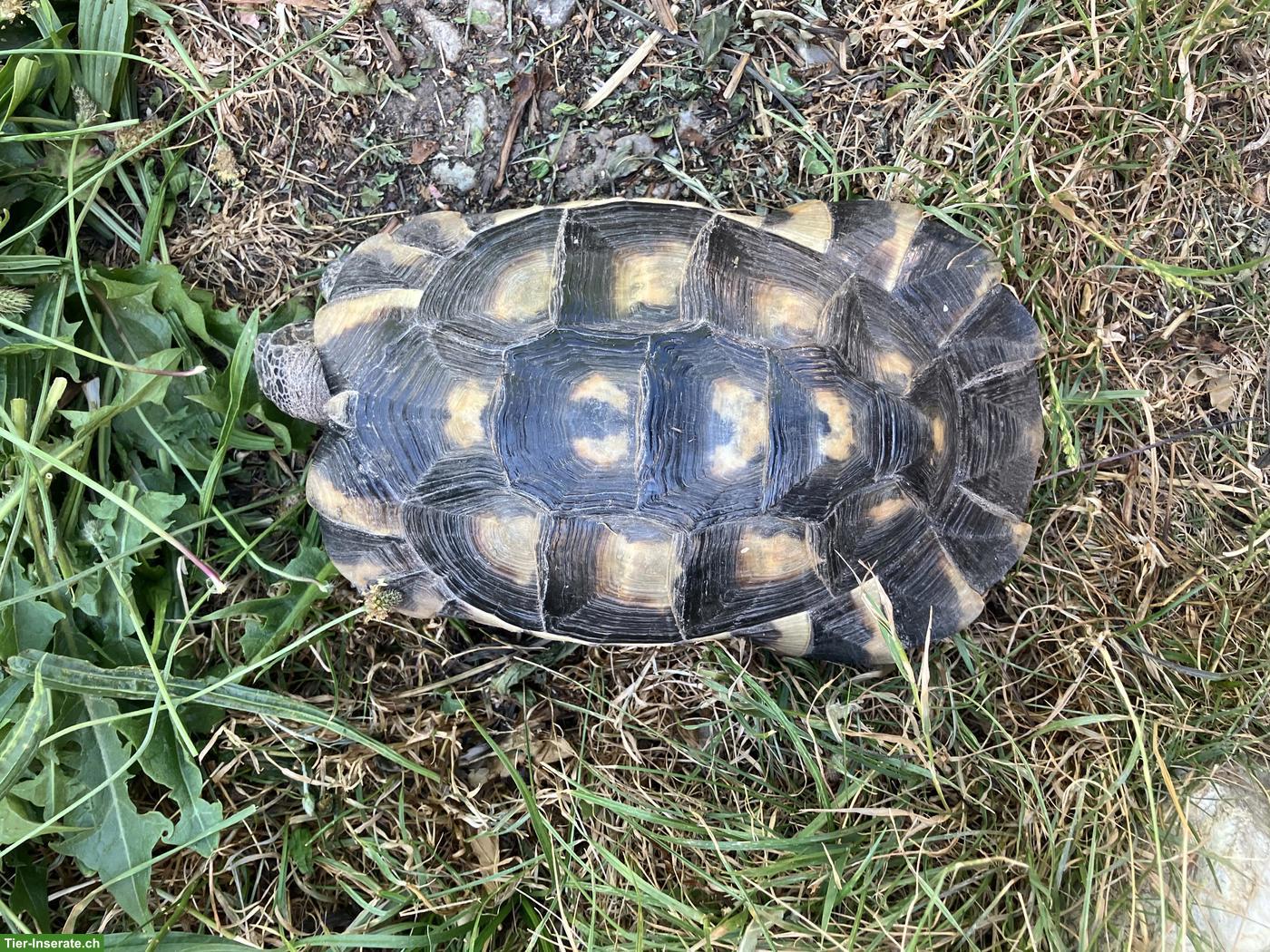 Bild 2: Breitrandschildkröte Morla, männlich