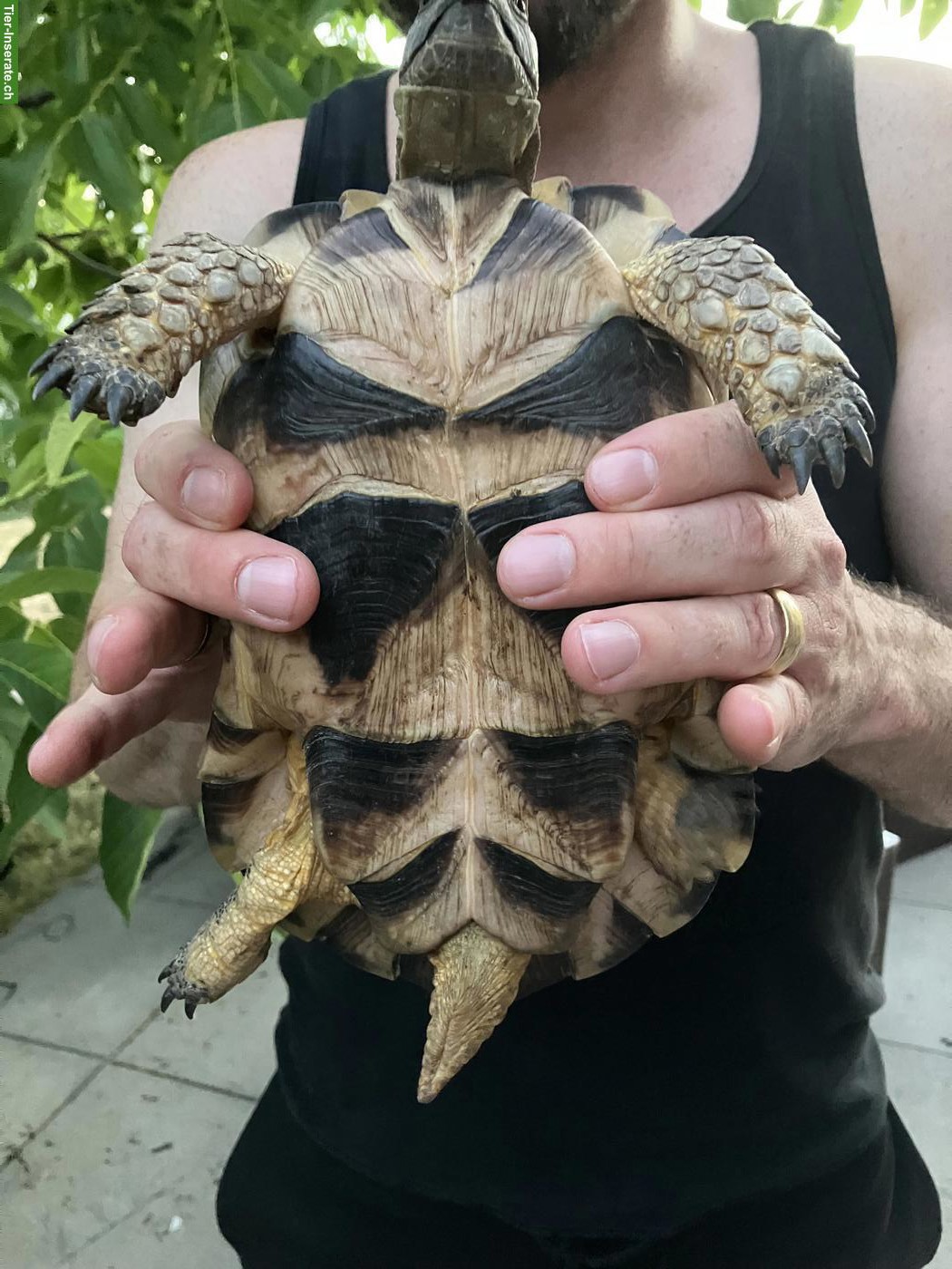 Bild 3: Breitrandschildkröte Morla, männlich