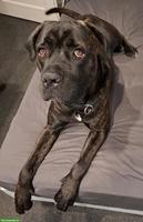 Reinrassiger Cane Corso Rüde sucht liebevolles Zuhause