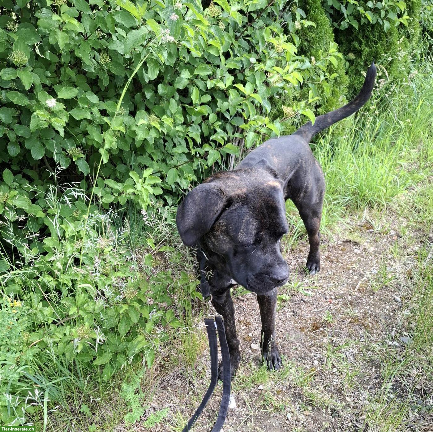 Bild 2: Reinrassiger Cane Corso Rüde sucht liebevolles Zuhause