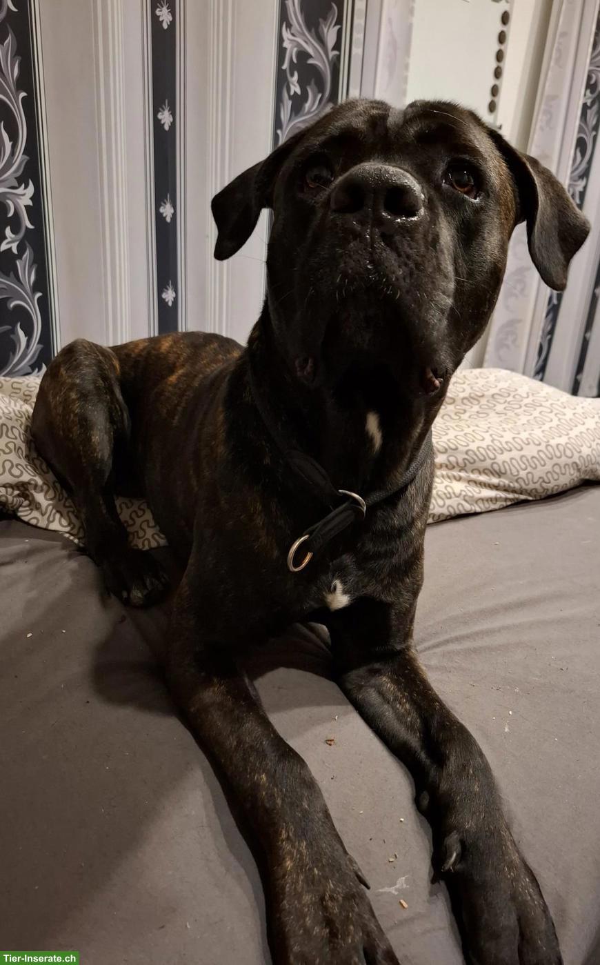 Bild 3: Reinrassiger Cane Corso Rüde sucht liebevolles Zuhause