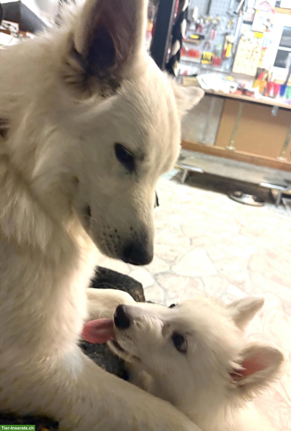 Berger Blanc Suisse Welpen | Wurfankündigung