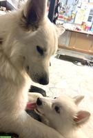 Berger Blanc Suisse Welpen | Wurfankündigung