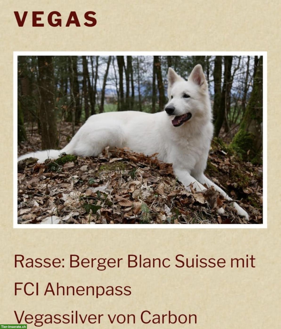 Bild 10: Berger Blanc Suisse Welpen | Wurfankündigung