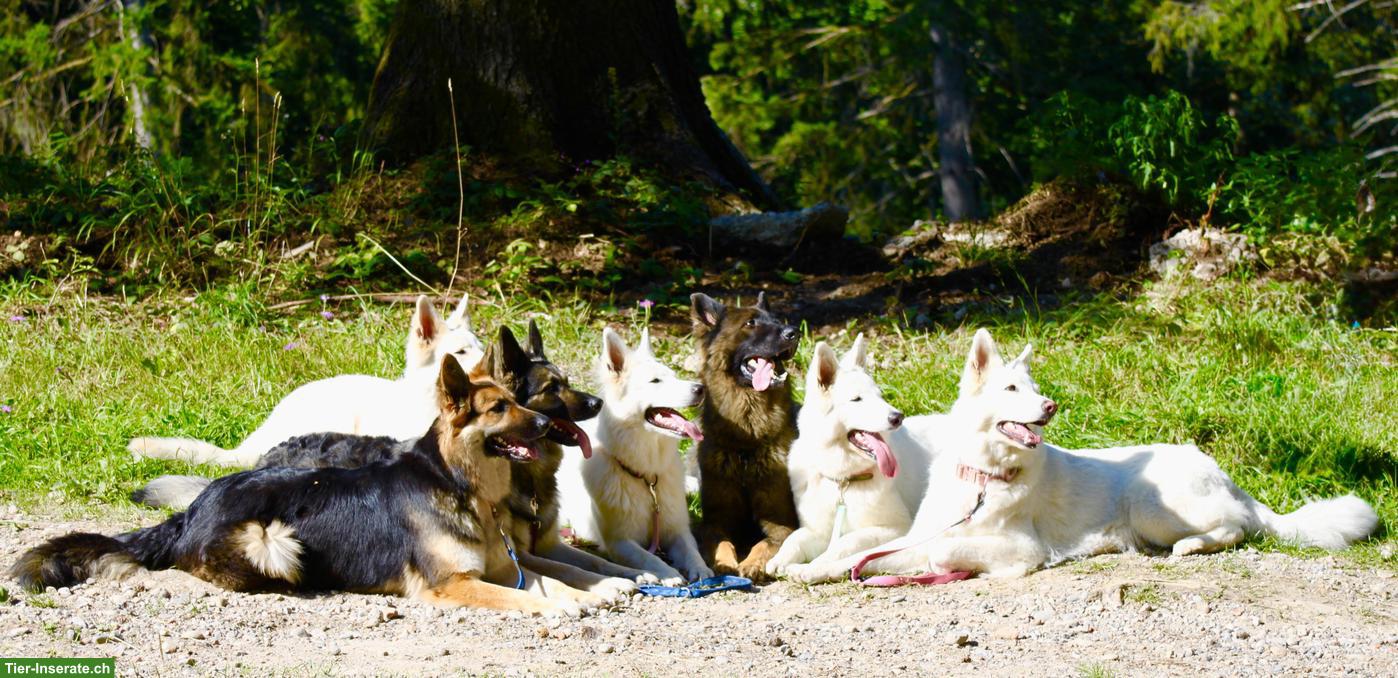 Bild 2: Berger Blanc Suisse Welpen | Wurfankündigung