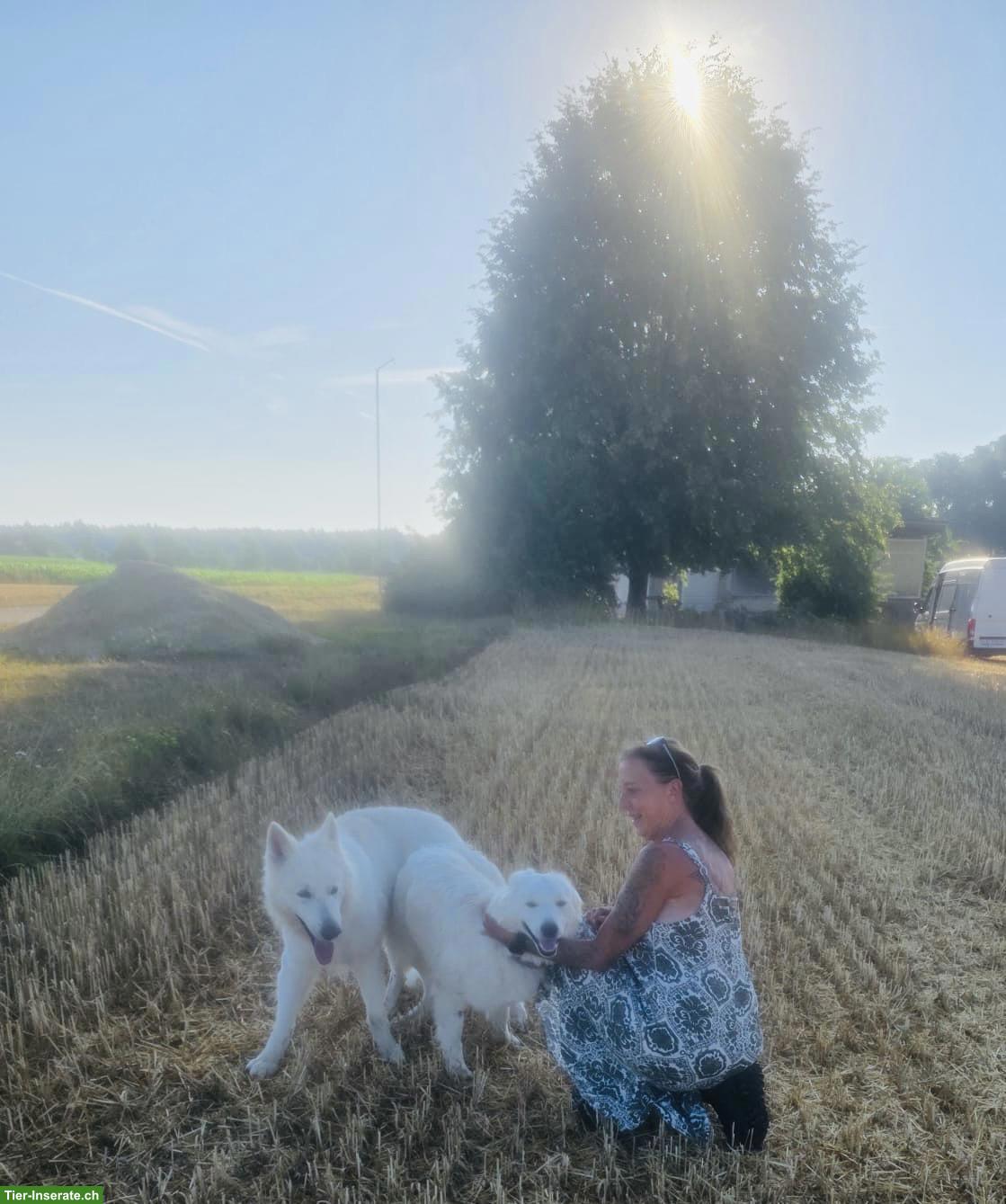 Bild 3: Berger Blanc Suisse Welpen | Wurfankündigung