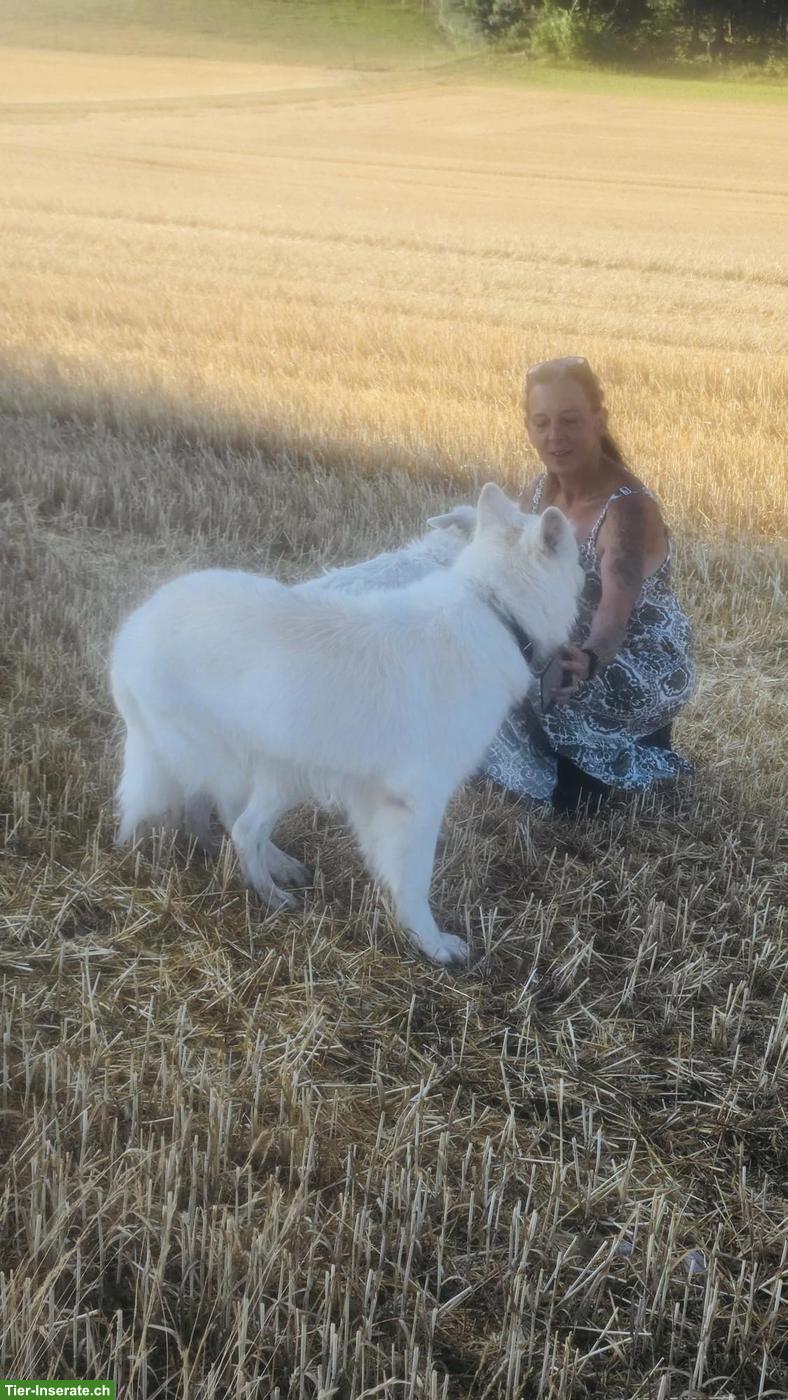 Bild 4: Berger Blanc Suisse Welpen | Wurfankündigung