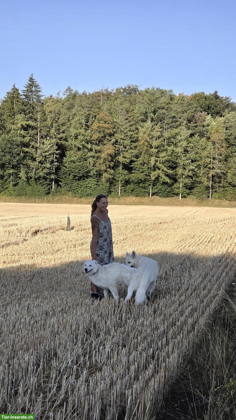 Bild 5: Berger Blanc Suisse Welpen | Wurfankündigung