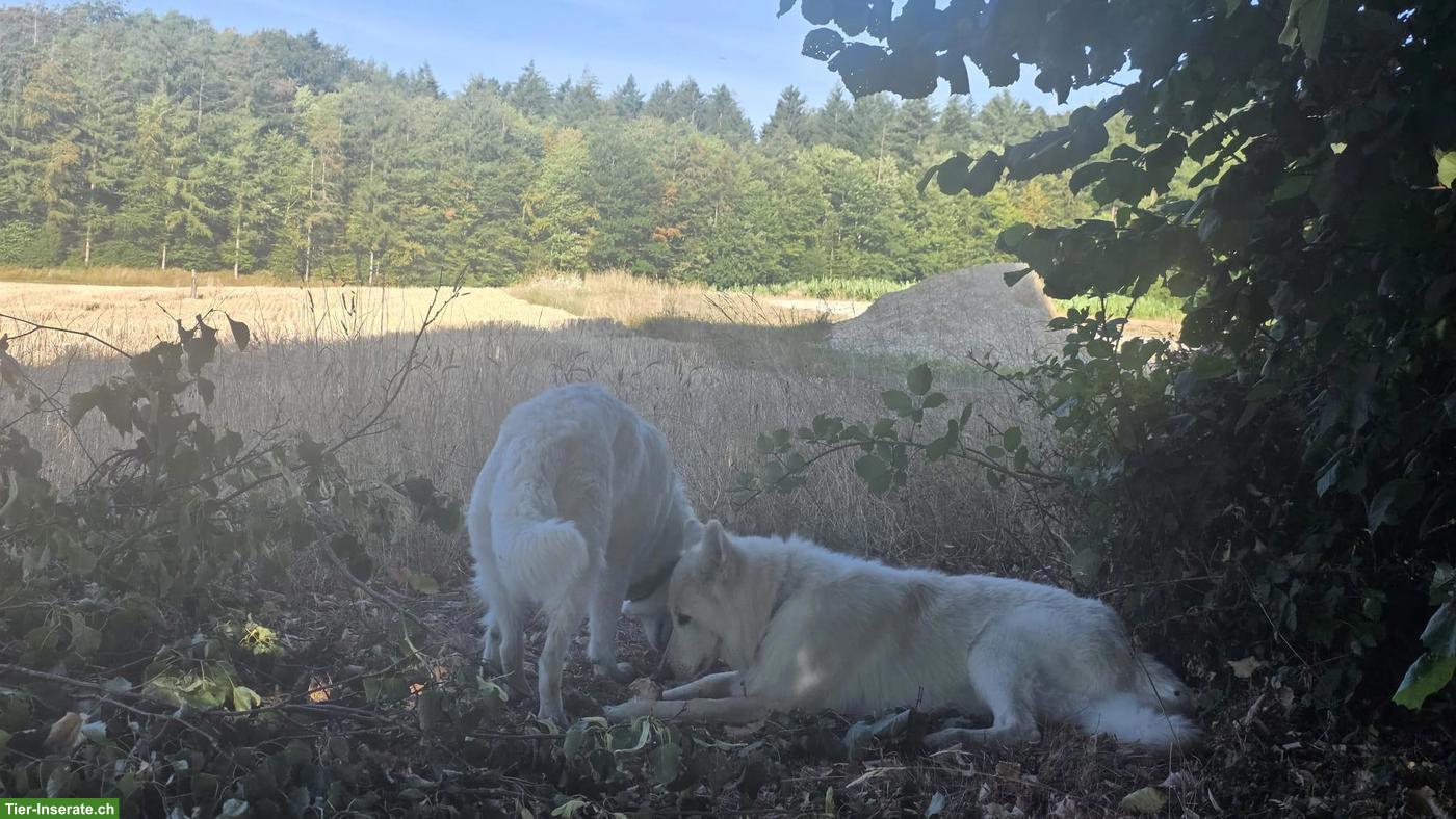 Bild 6: Berger Blanc Suisse Welpen | Wurfankündigung