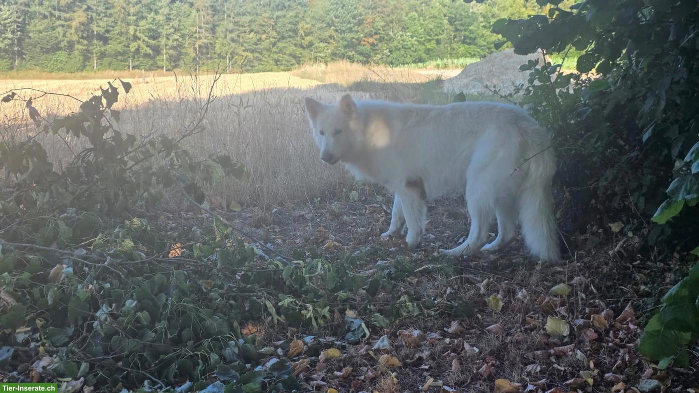 Bild 7: Berger Blanc Suisse Welpen | Wurfankündigung