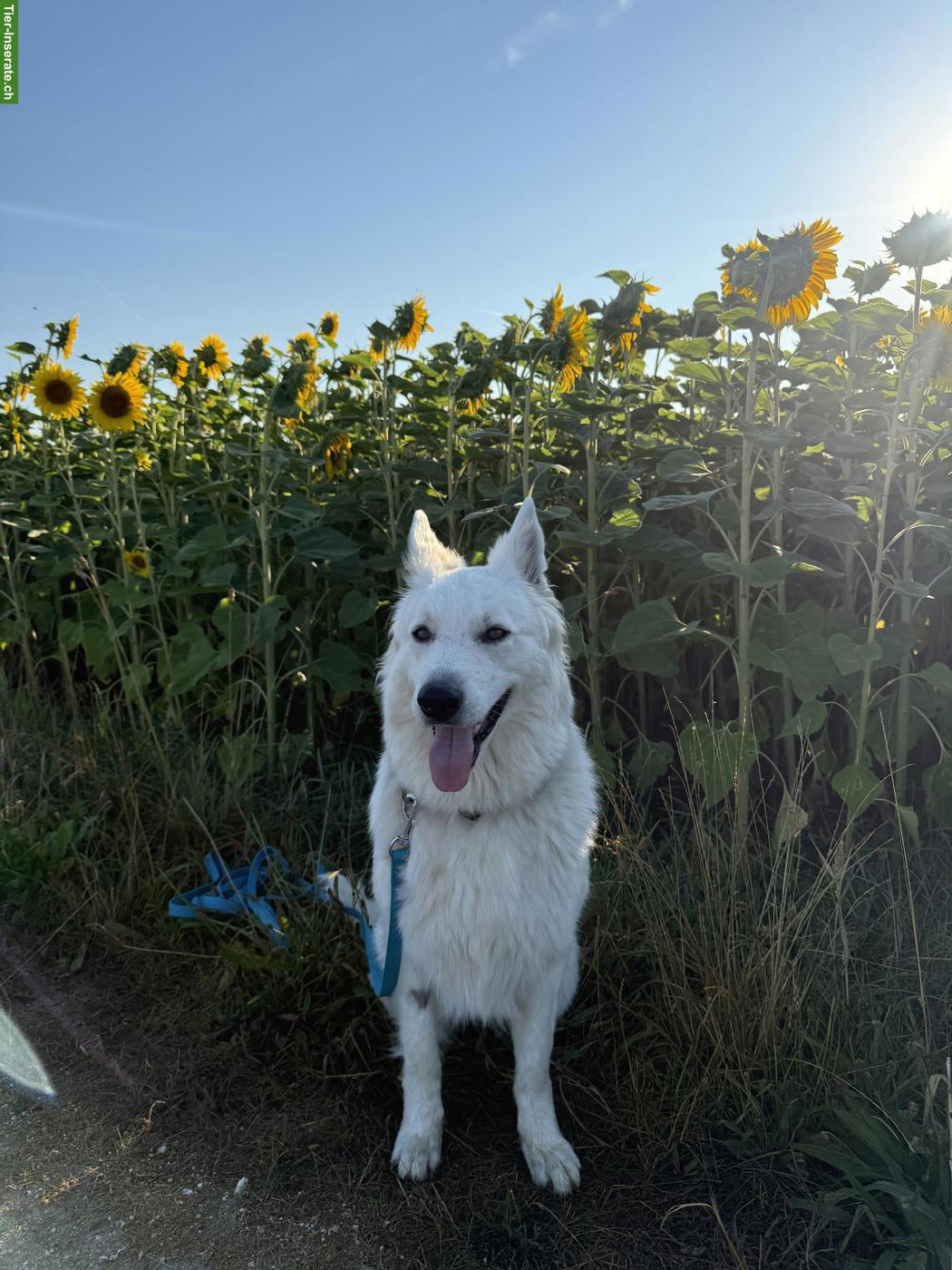 Bild 8: Berger Blanc Suisse Welpen | Wurfankündigung