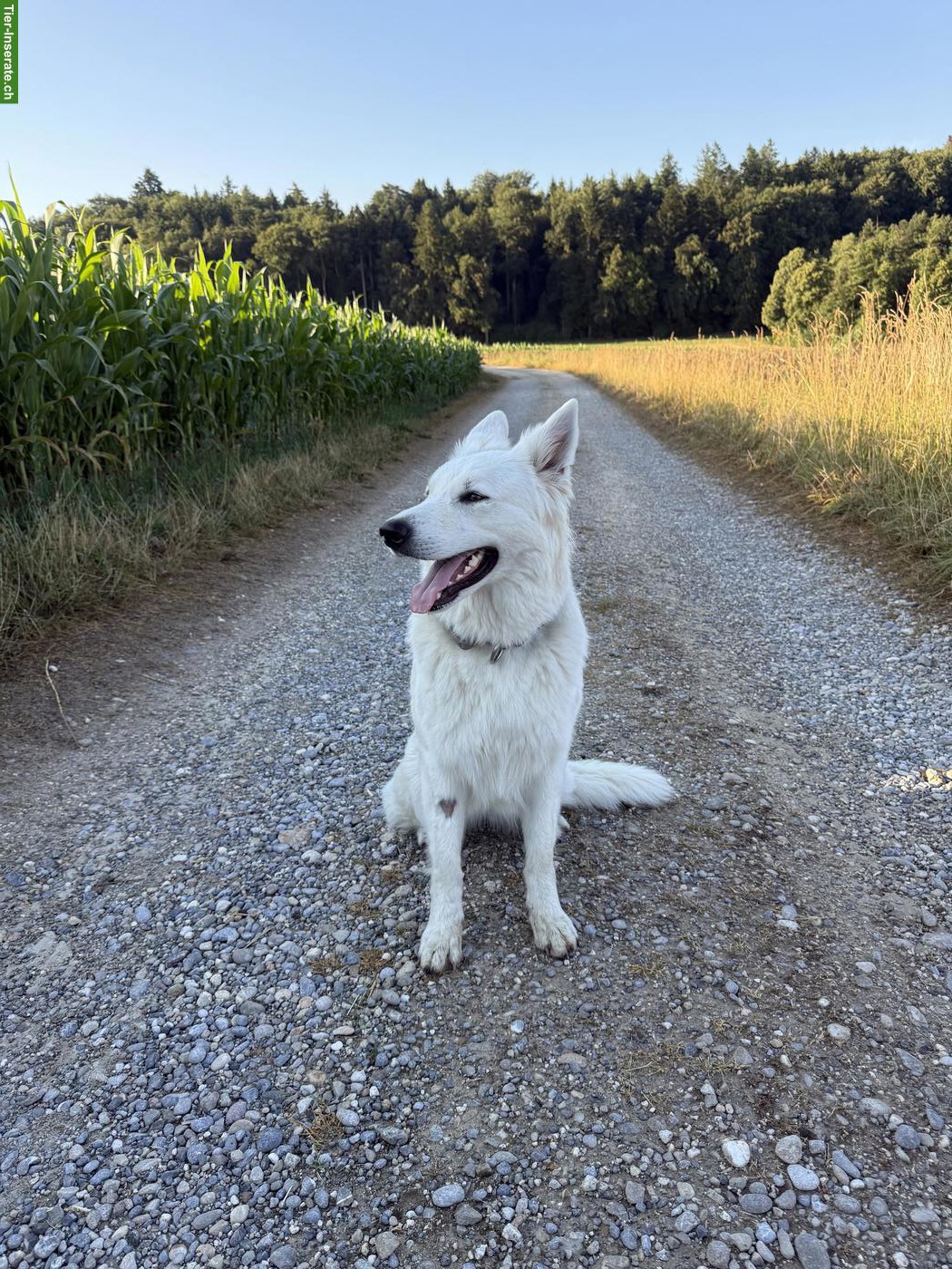 Bild 9: Berger Blanc Suisse Welpen | Wurfankündigung