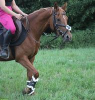Deutsches Reitpony, tolles Freizeitpony