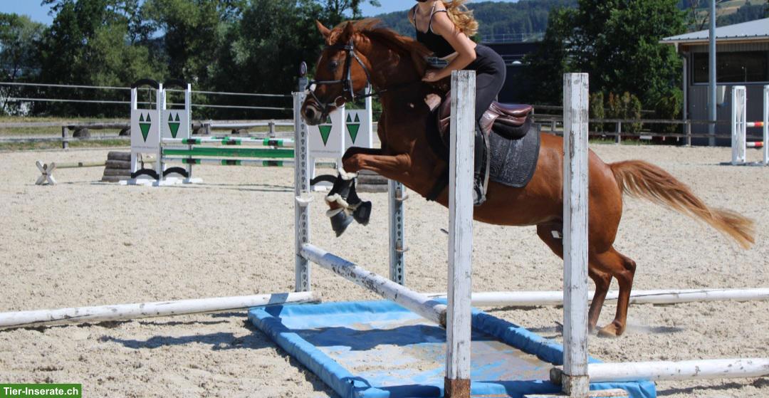 Bild 2: Deutsches Reitpony, tolles Freizeitpony