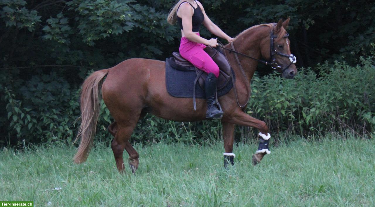 Bild 3: Deutsches Reitpony, tolles Freizeitpony