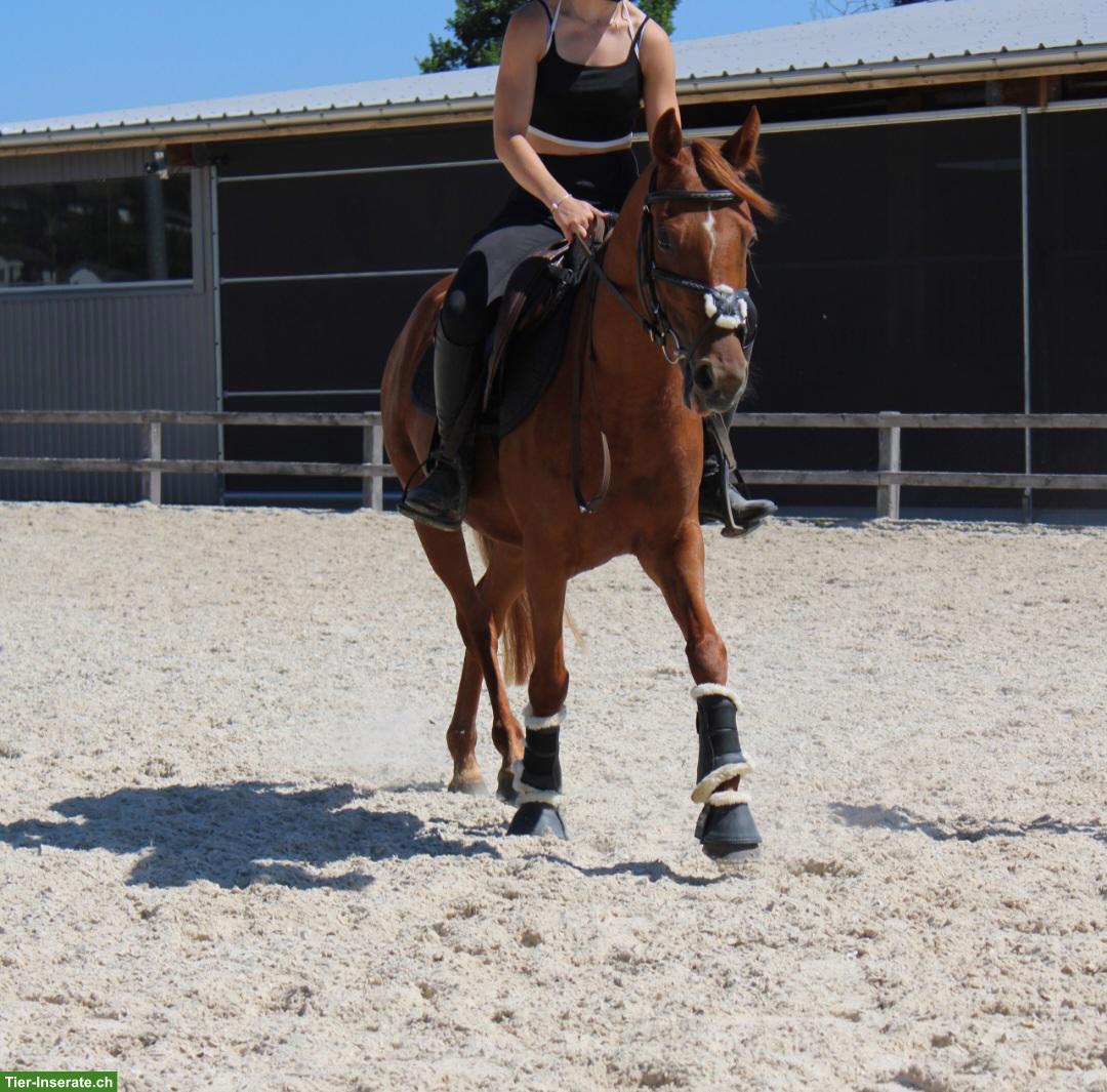 Bild 4: Deutsches Reitpony, tolles Freizeitpony