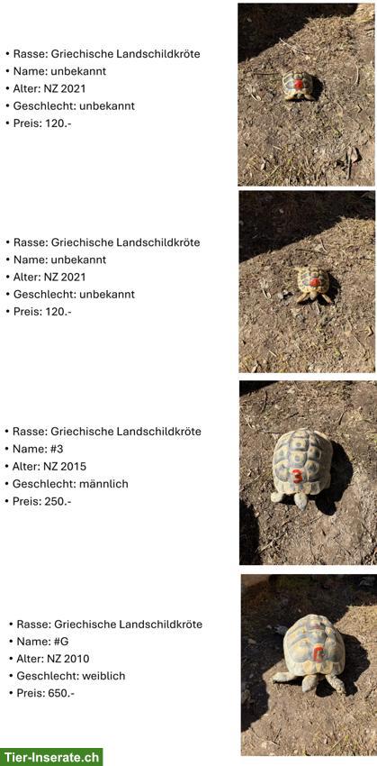 Griechische Landschildkröten aus eigener Zucht