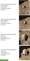 Griechische Landschildkröten aus eigener Zucht