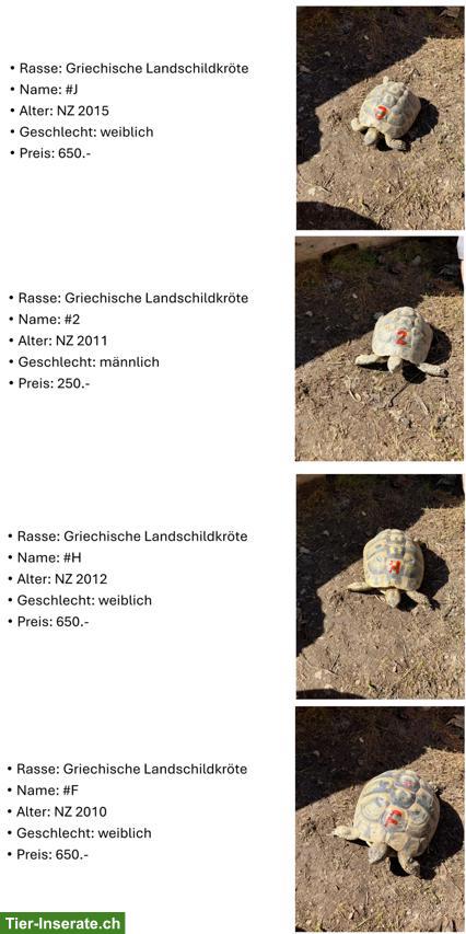 Bild 2: Griechische Landschildkröten aus eigener Zucht