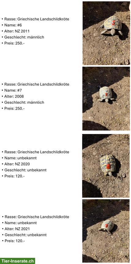 Bild 3: Griechische Landschildkröten aus eigener Zucht