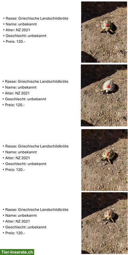 Bild 4: Griechische Landschildkröten aus eigener Zucht
