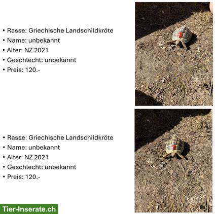 Bild 5: Griechische Landschildkröten aus eigener Zucht