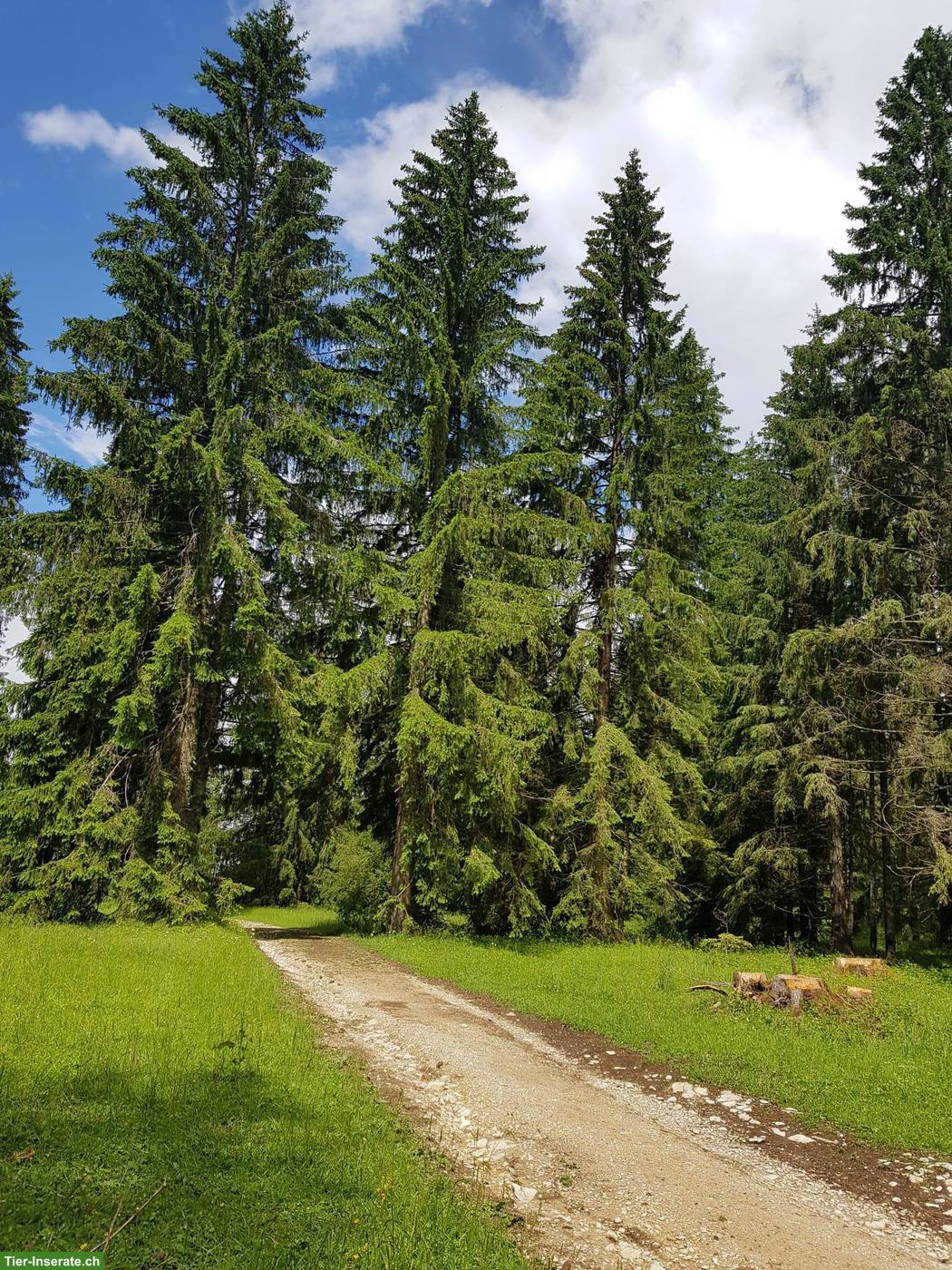 Bild 4: Ferien im Circuswagen oder Studio mit dem eigenen Pferd im Jura