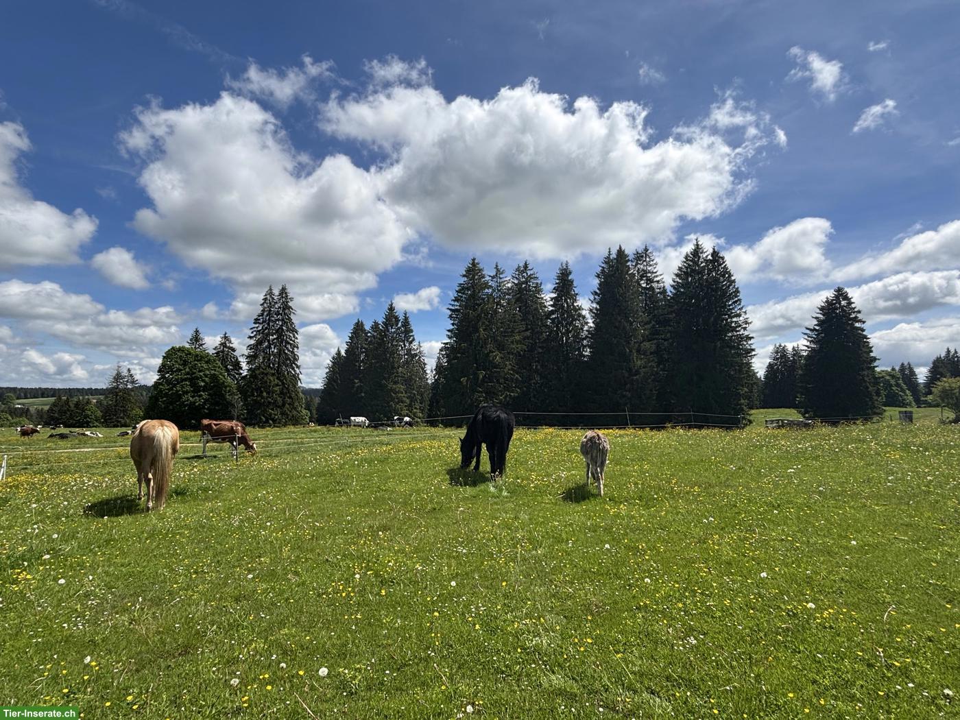 Bild 6: Ferien im Circuswagen oder Studio mit dem eigenen Pferd im Jura