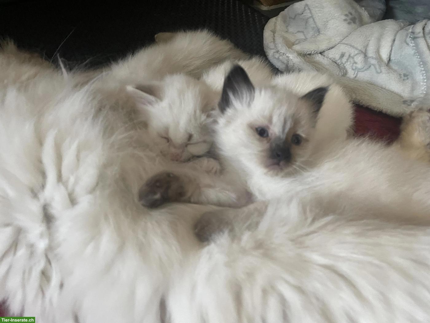Heilige Birma Kitten abzugeben