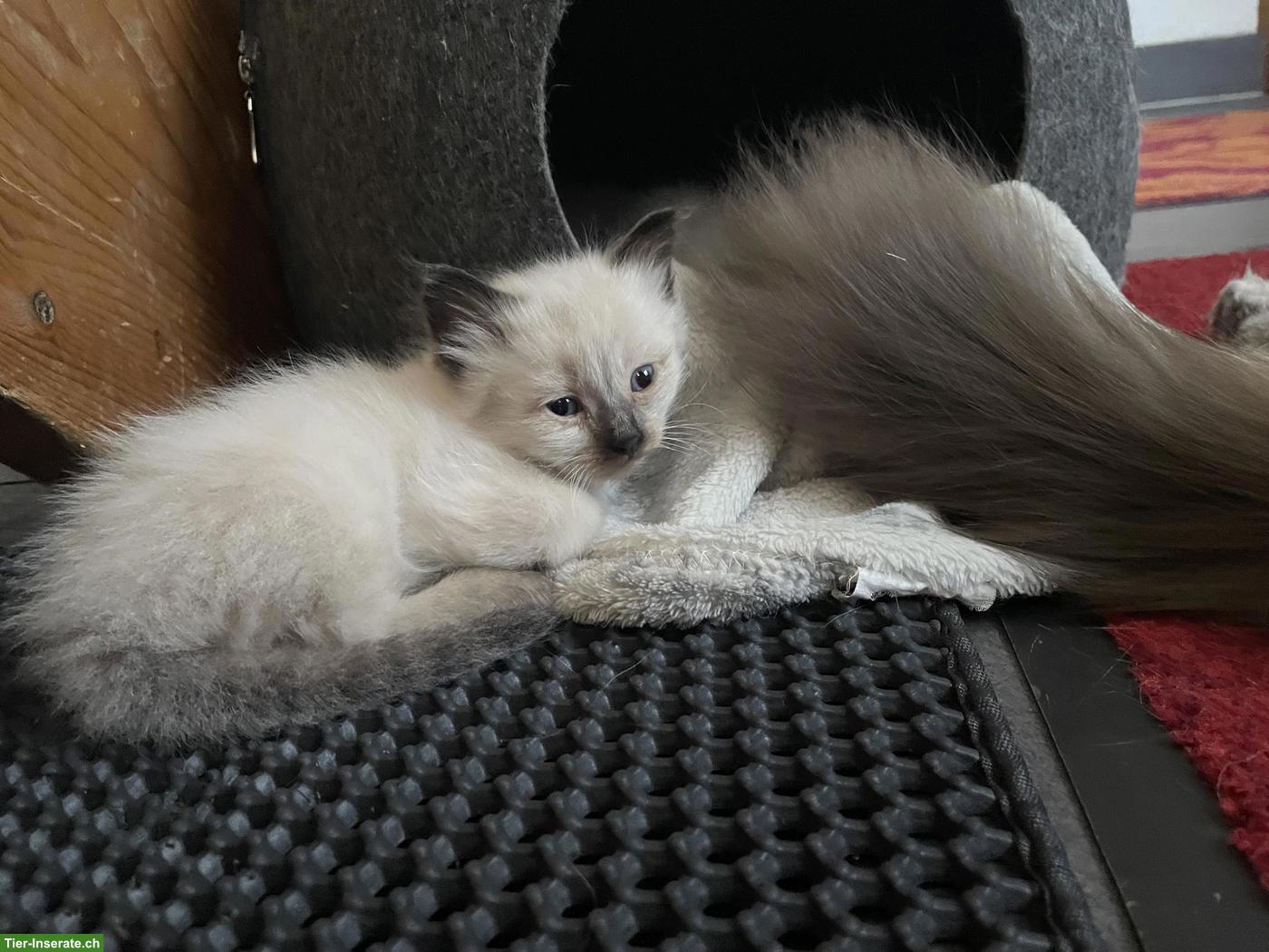 Bild 2: Heilige Birma Kitten abzugeben