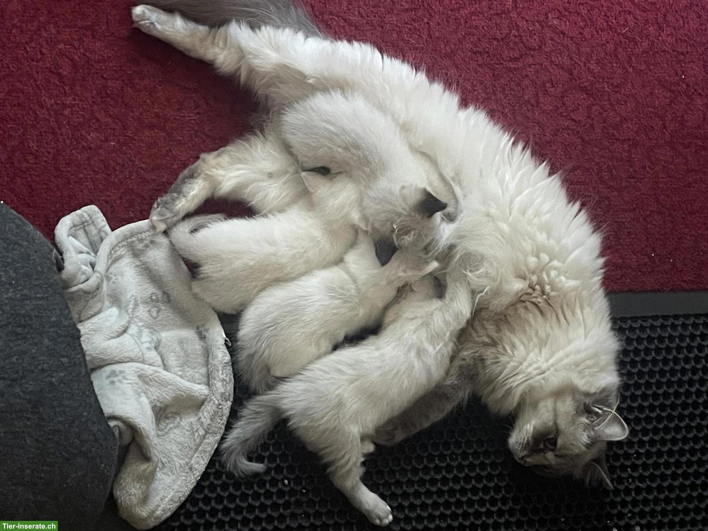 Bild 3: Heilige Birma Kitten abzugeben