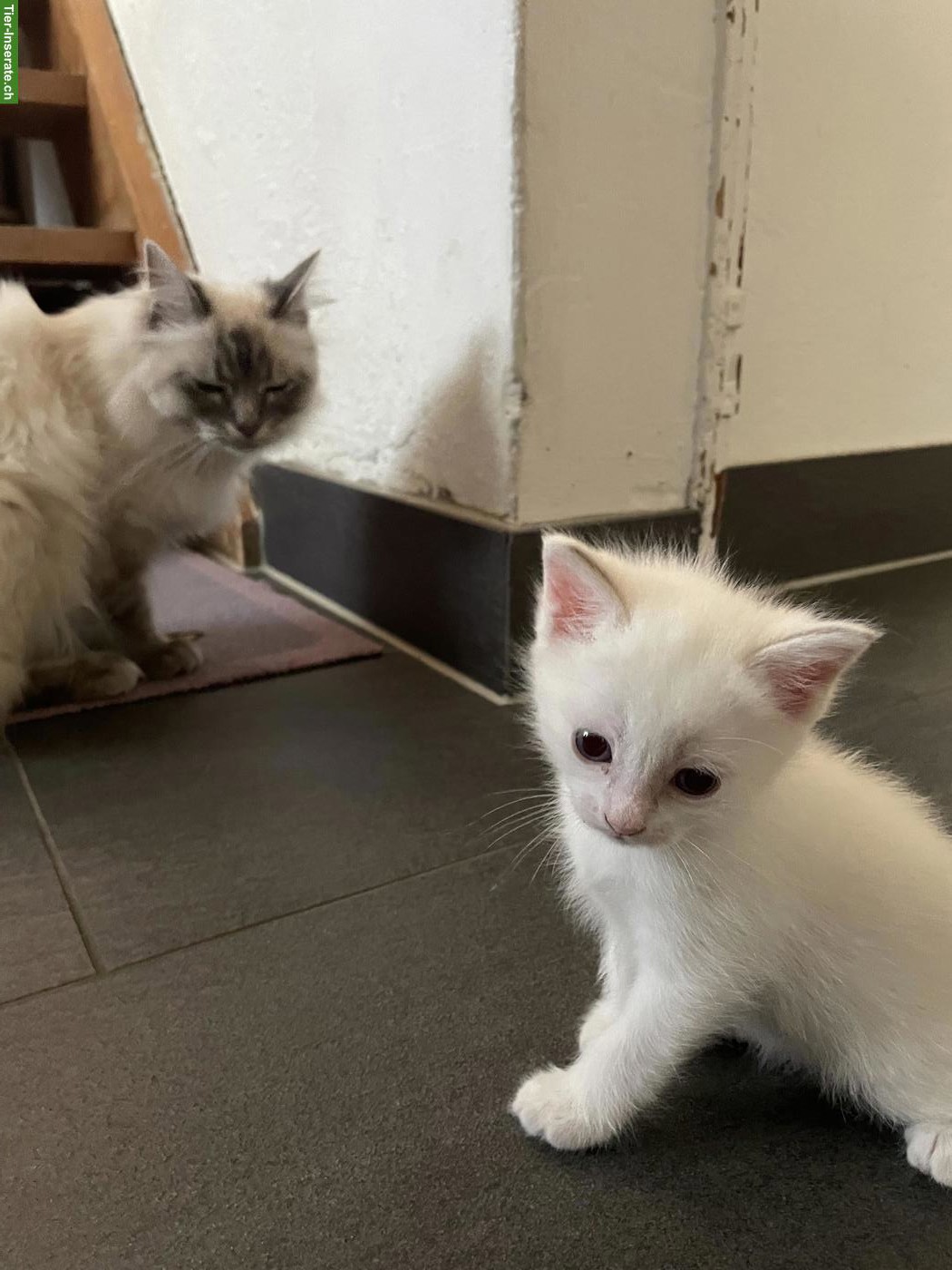 Bild 4: Heilige Birma Kitten abzugeben