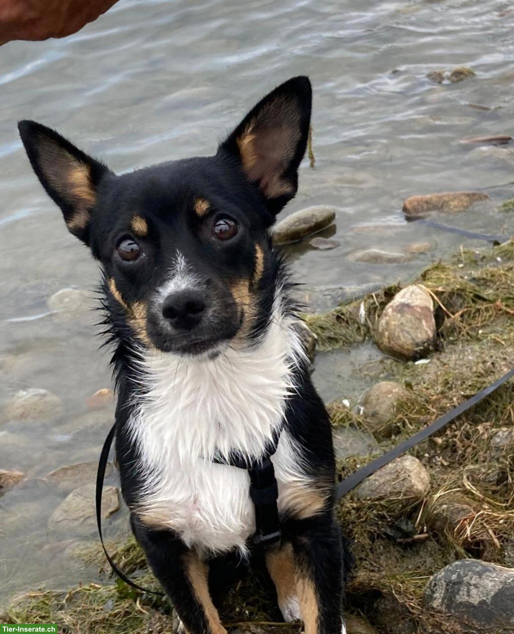 Junge Pinscher Mix Hündin Beauty