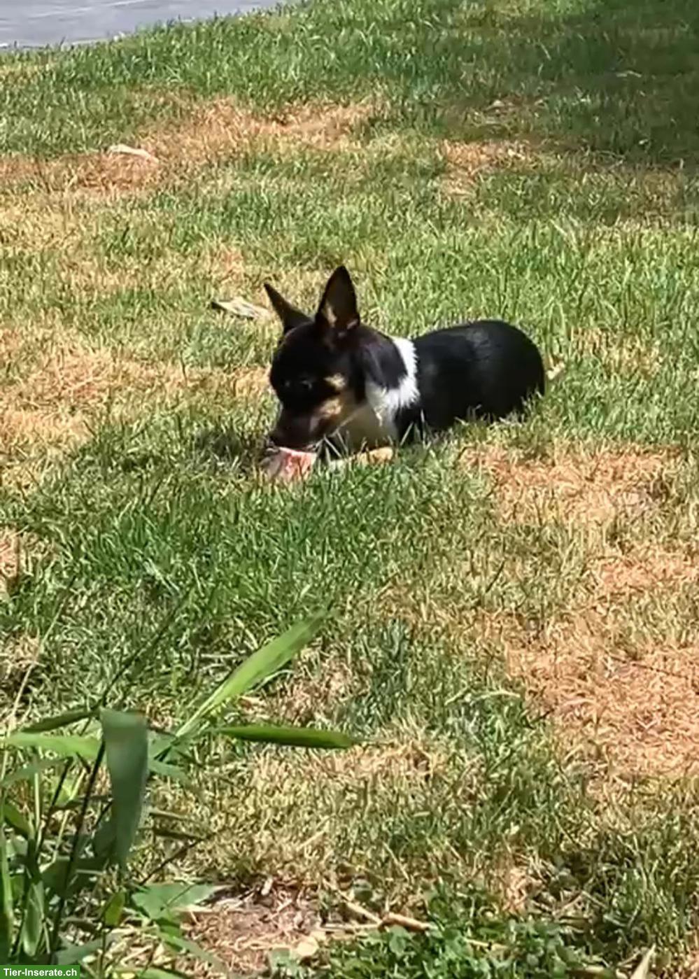 Bild 2: Junge Pinscher Mix Hündin Beauty