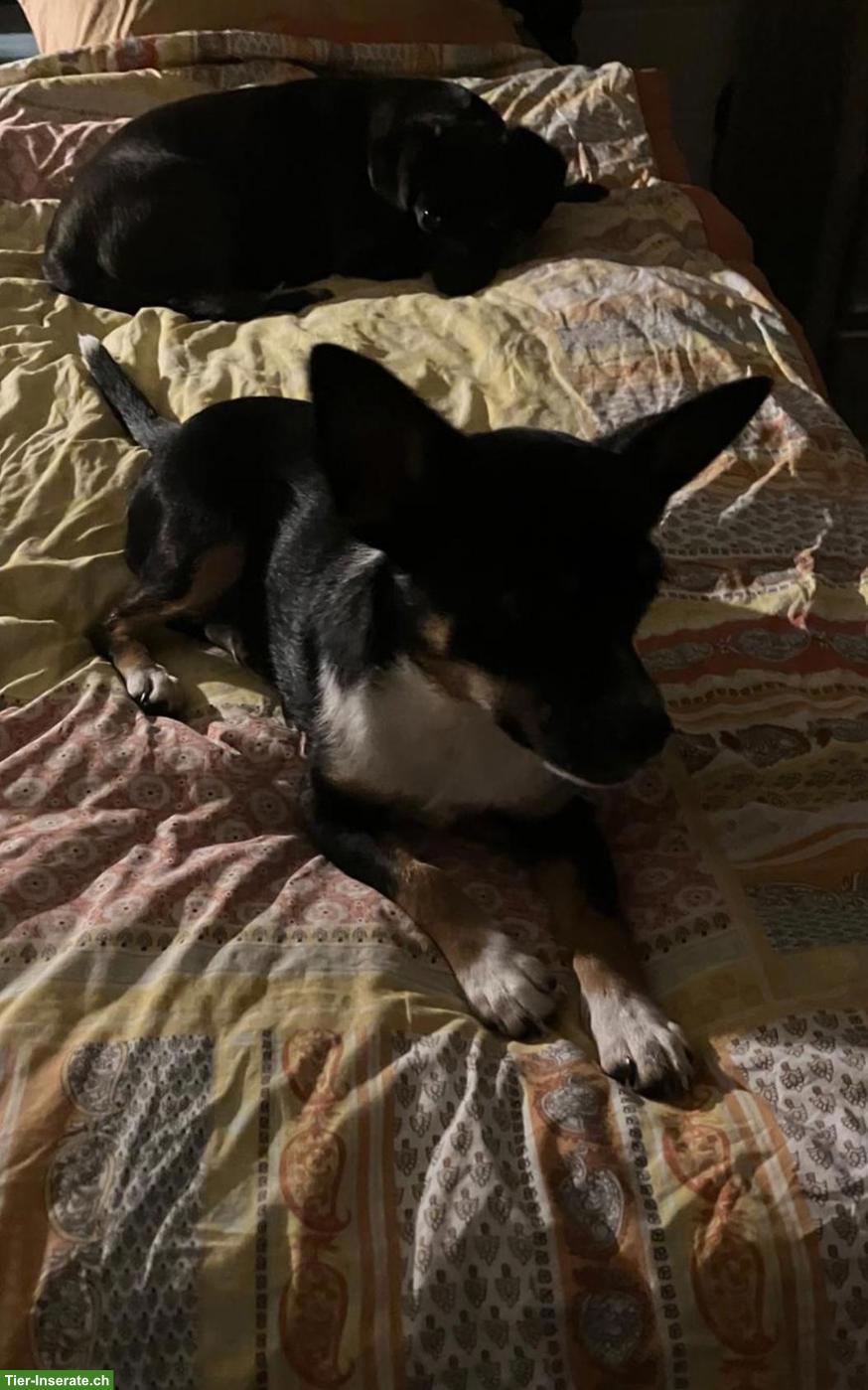 Bild 3: Junge Pinscher Mix Hündin Beauty