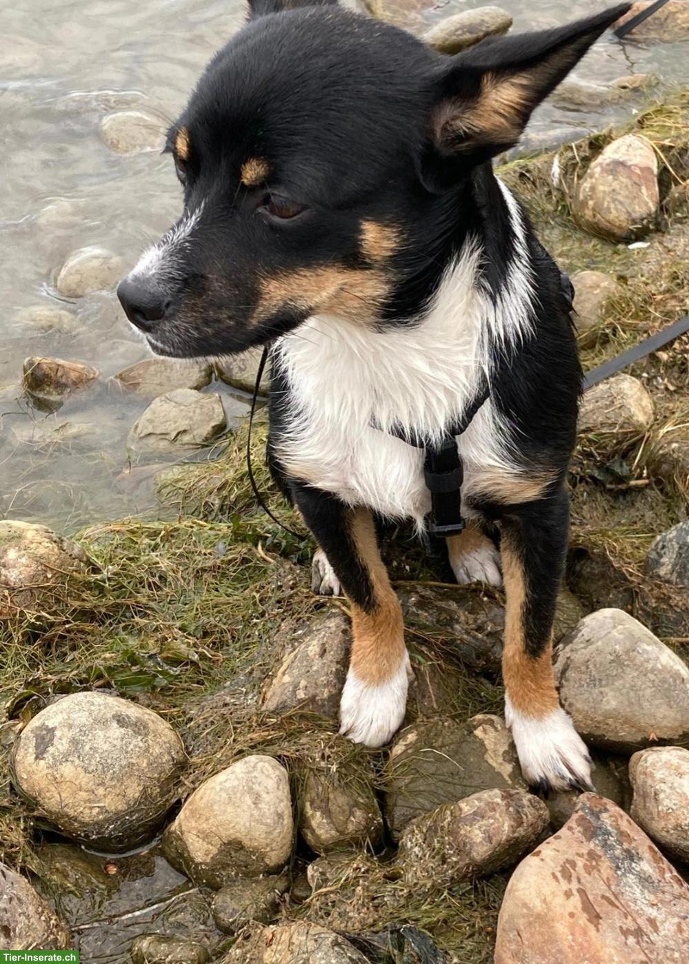 Bild 4: Junge Pinscher Mix Hündin Beauty