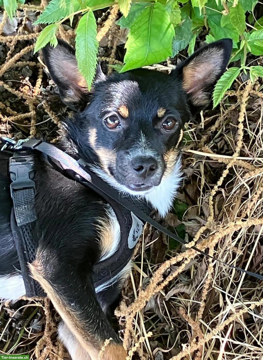 Bild 5: Junge Pinscher Mix Hündin Beauty