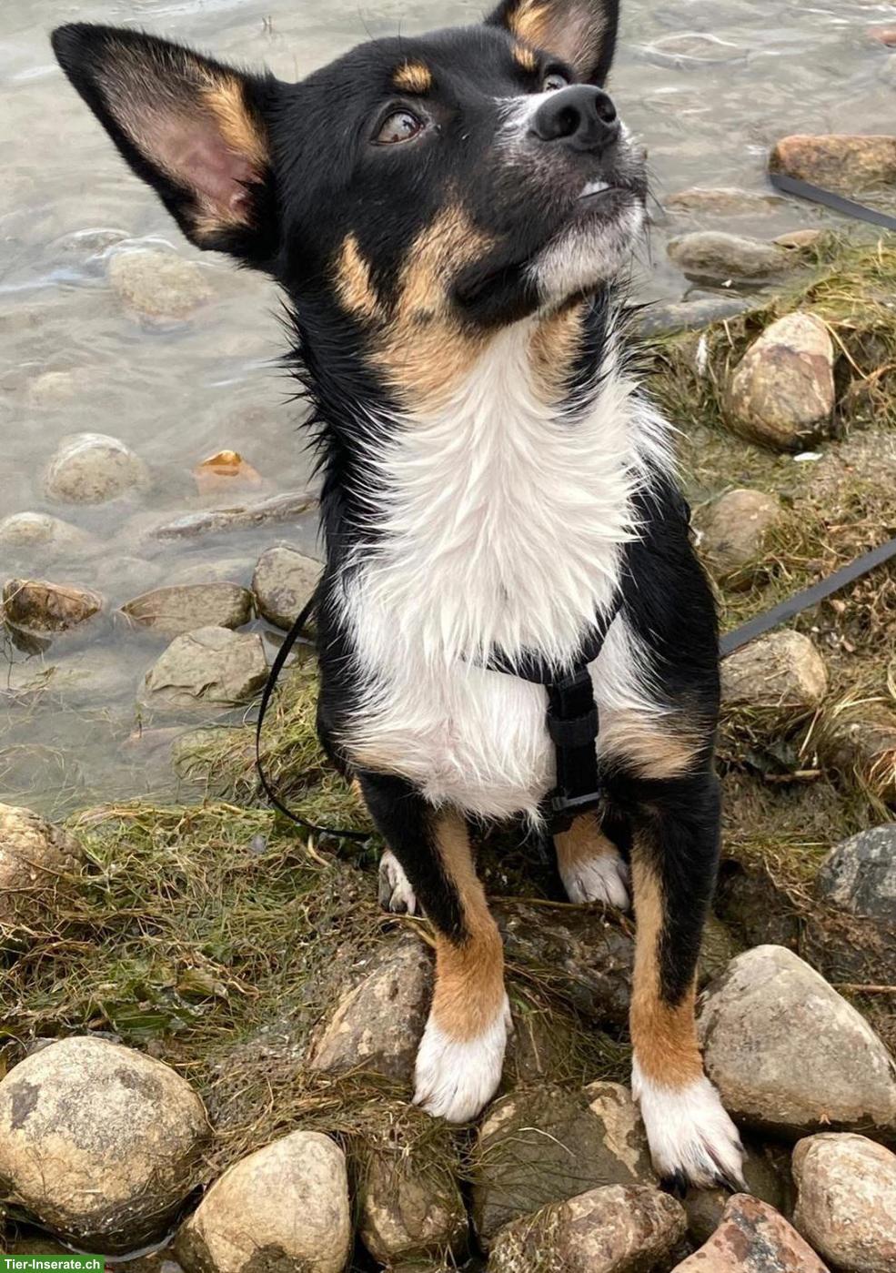 Bild 7: Junge Pinscher Mix Hündin Beauty