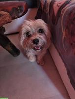 Kleine Hündin Lola, sehr lieb und sozial, 2-jährig