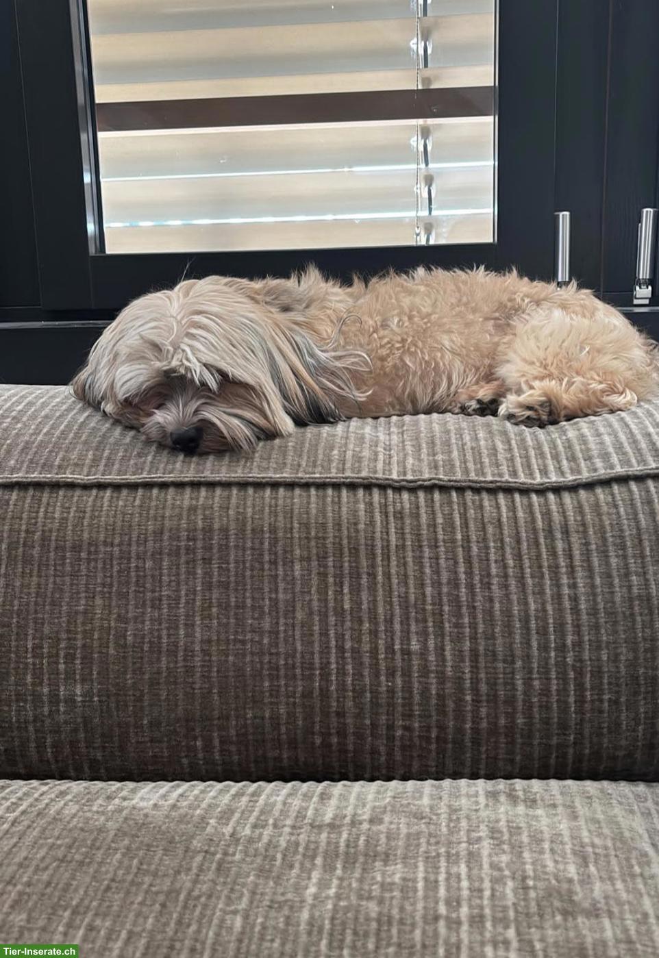 Bild 4: Kleine Hündin Lola, sehr lieb und sozial, 2-jährig